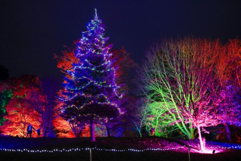 Outdoor Christmas trees at Hever Castle