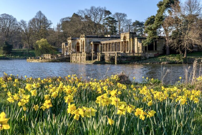 Mixed daffodils at Hever Castle in Kent