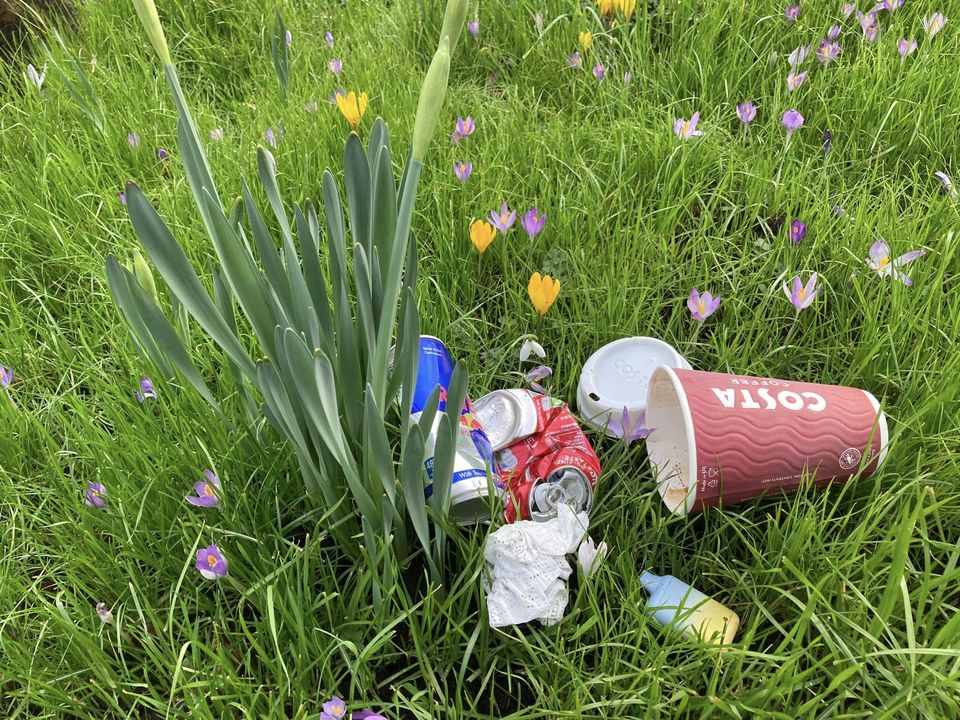 Litter scattered around daffodils