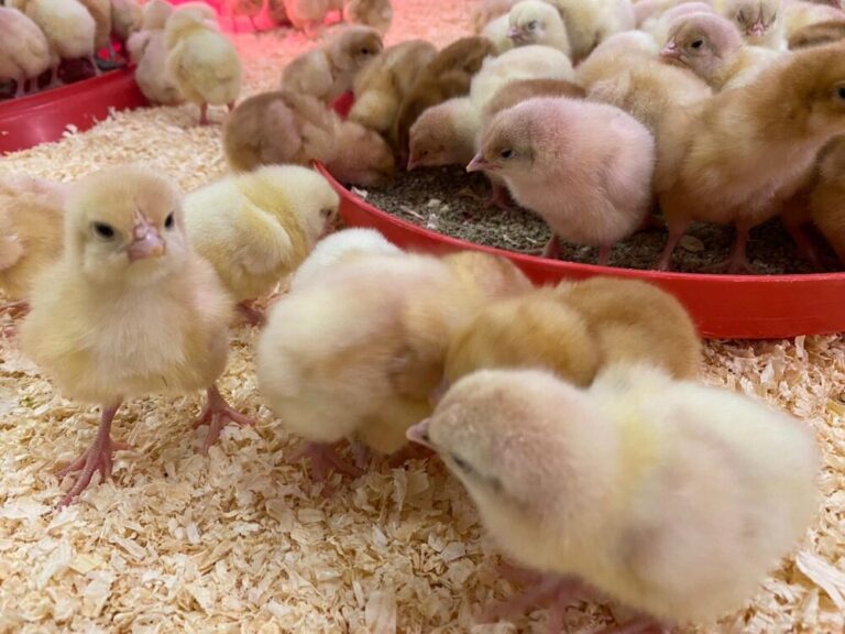 Lots of chicks on sawdust. Some are in a red circular food tray