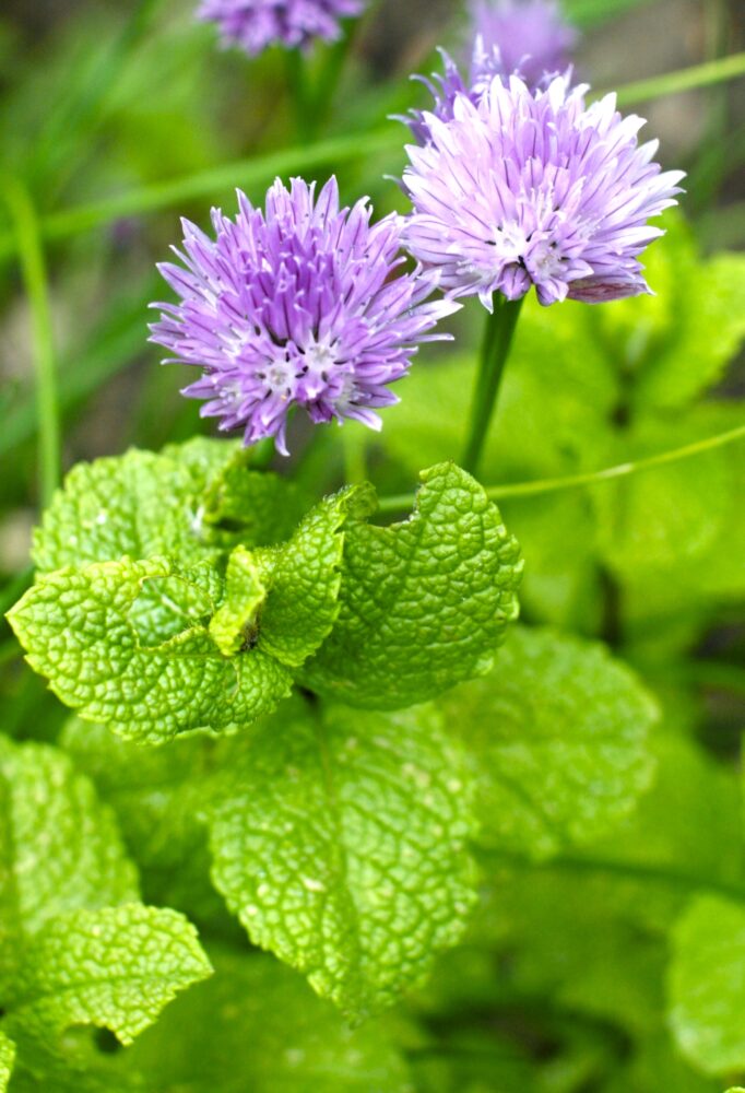 Chives and mint, with two large purple flowerheads