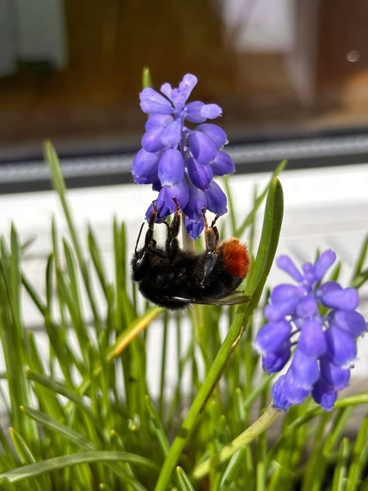 A red-tailed bumblebee hanging upside down underneath a purple flower